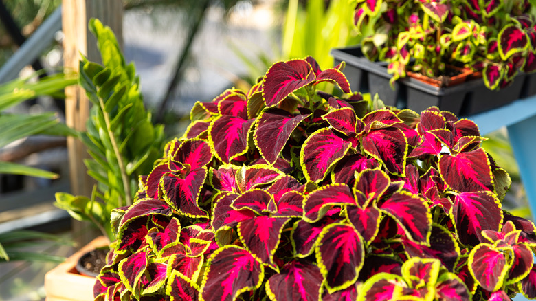 tencerede parlak coleus bitkisi