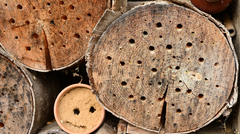 Deliklerle delinmiş ahşap levhalardan yapılmış bir DIY marangoz arı evi