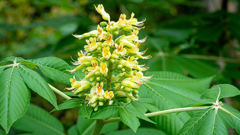 Ohio Buckeye ağacının çiçek salkımı