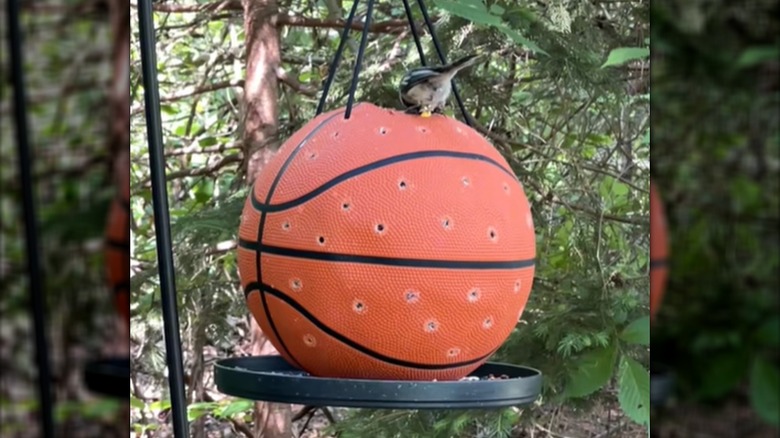 Bir kuş, ev yapımı basketbol kuş besleyicisinin tepesindeki tohumları yiyor
