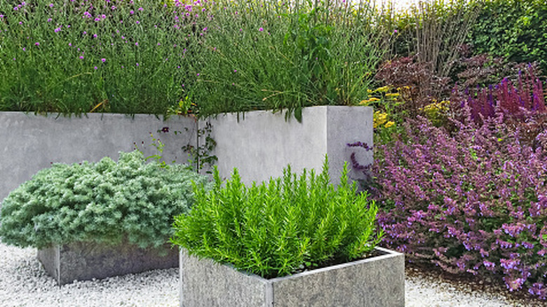 Çakıllı bir verandadaki yükseltilmiş beton bahçe yataklarında çiçekli bitkiler, şifalı bitkiler ve sulu meyveler büyüyor.