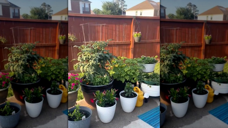 Arka verandada bitkilerle dolu birçok farklı büyüklükte saksı.
