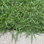 Hayır, Crabgrass Değil: Hızla Yayılan Bu Benzerlik Nasıl Kaldırılır?