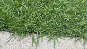 Hayır, Crabgrass Değil: Hızla Yayılan Bu Benzerlik Nasıl Kaldırılır?