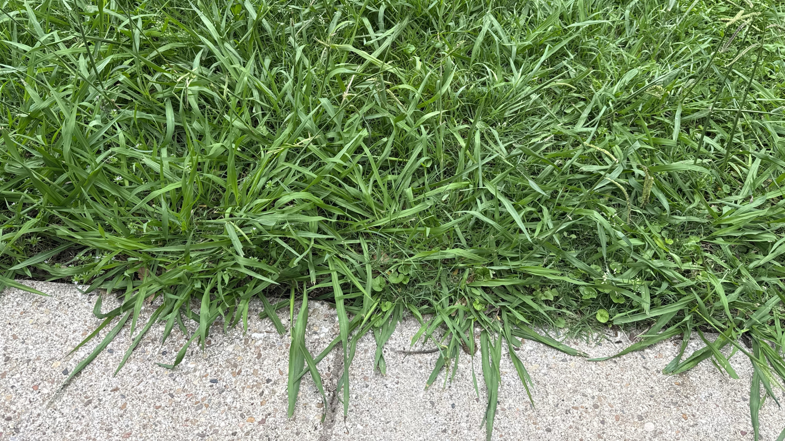 Hayır, Crabgrass Değil: Hızla Yayılan Bu Benzerlik Nasıl Kaldırılır?