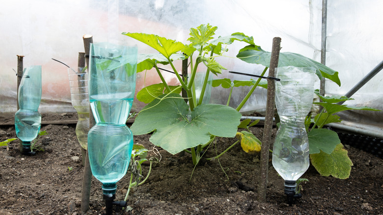 Topraktaki genç bitkileri çevreleyen sulama çivileri ve çubuklarına bağlanan küçük plastik su şişeleri