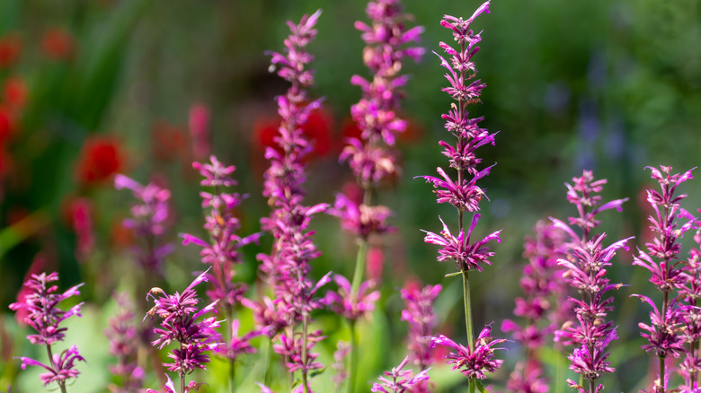 Meksika Dev Çördük (Agastache mexicana 'Sangria')