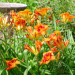 Kesintisiz Çiçeklenme İçin Daylilies Nasıl Öldürülür