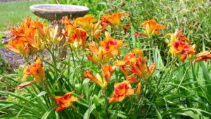 Kesintisiz Çiçeklenme İçin Daylilies Nasıl Öldürülür
