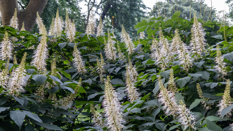 Açık havada büyüyen, dikenli beyaz çiçekleri olan Bottlebrush Buckeye bitkileri