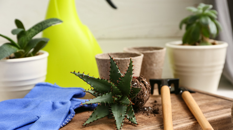 etli bir houseplant naklediliyor