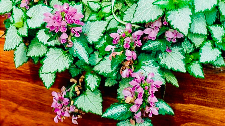 Lamium maculatum 'Orchid Frost Gold'un ahşap arka plan üzerindeki görüntüsü