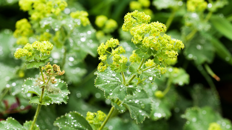 Yapraklarda su damlacıkları bulunan bayan mantosu (Alchemilla mollis)