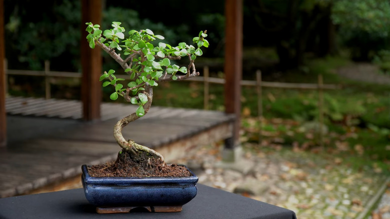 Bonsai ağacına dönüştürülmüş bir yeşim bitkisi, geleneksel bir Japon bahçesinde, dışarıda siyah bir masanın üzerinde duruyor.