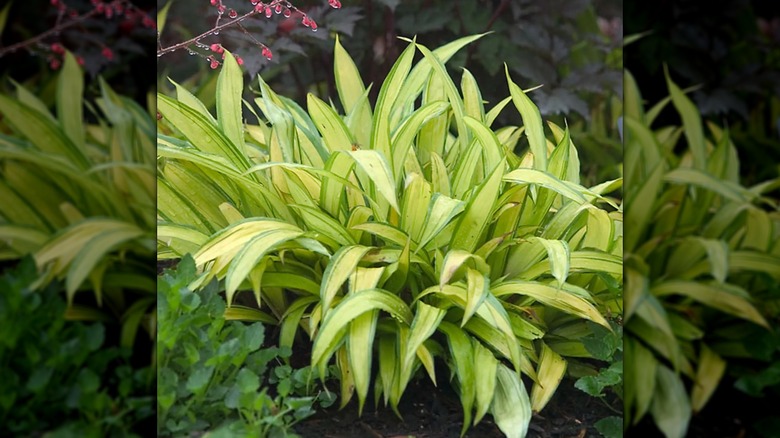 Gölgeli bir bahçede Carex siderosticta 'Muz Teknesi' büyüyor