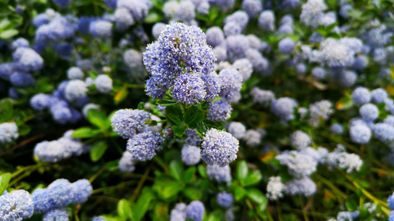 Blueblossom ceanothus çiçek açıyor
