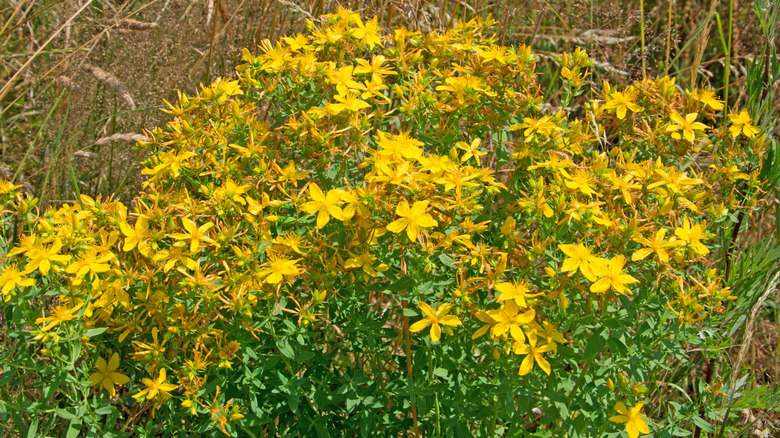 Güneşli bir tarlada açık havada büyüyen St. John's wort'un fotoğrafı