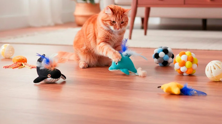 Kedi nanesi oyuncaklarıyla oynayan turuncu bir tekir kedi.