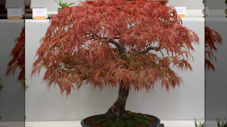 Kapalı alanda bir Japon bonsai ağacı