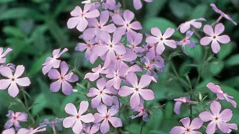 'Woodlander Lilac' phlox'un mor beş yapraklı çiçeklerinin yakından görünümü