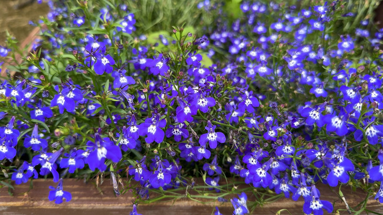 Ahşap bir bahçe kutusunun kenarında büyüyen sondaki lobelia.