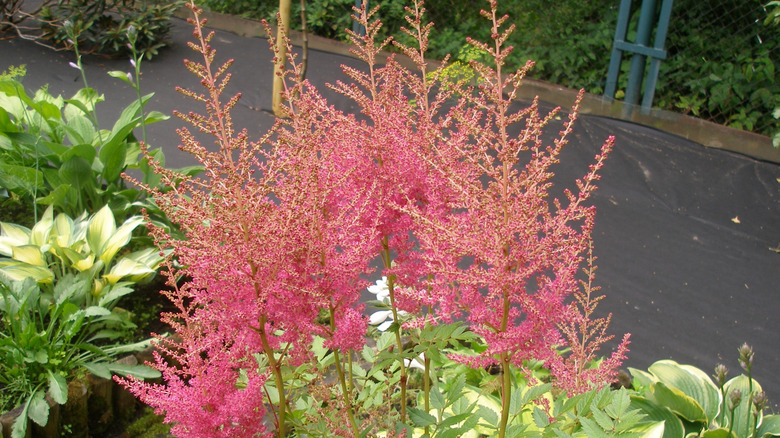 'Granat' astilbe çiçek açıyor