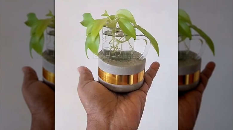 Bir el, betondan yapılmış bir DIY saksıyı ve içinde su ve pothos kesme yeri bulunan küçük bir cam bardağı tutuyor.