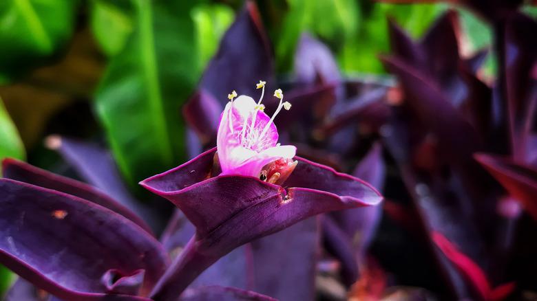 Yeşil bitkilerin önünde koyu mor yapraklarda açmaya başlayan mor kalp çiçeğine yakın çekim