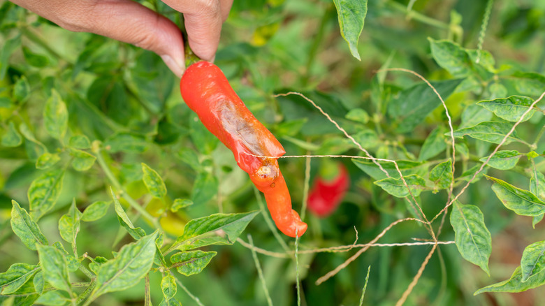 Biber bitkisinde Phytophthora yanıklığı
