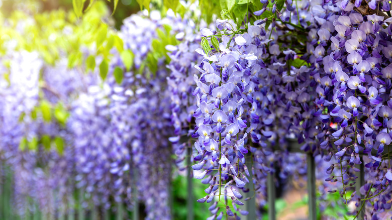 Güneşte çiçek açan wisteria çalıları