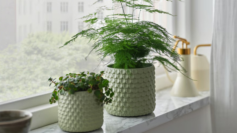 IKEA'nın GLACIÄRBJÖRN açık yeşil bitki saksısındaki bitkiler pencere pervazında