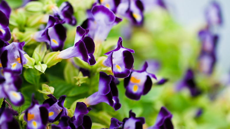 lades kemiği çiçeği (Torenia fournieri)
