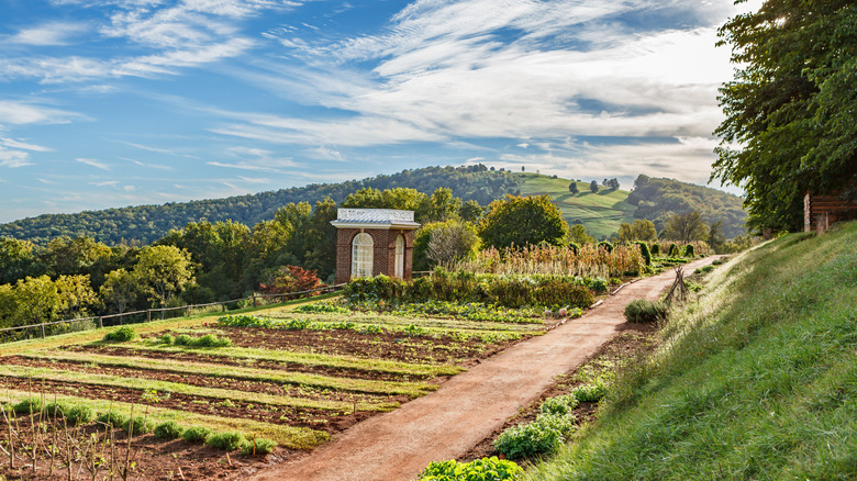 Jefferson'un tarihi evi Monticello'daki sebze bahçesinin görünümü