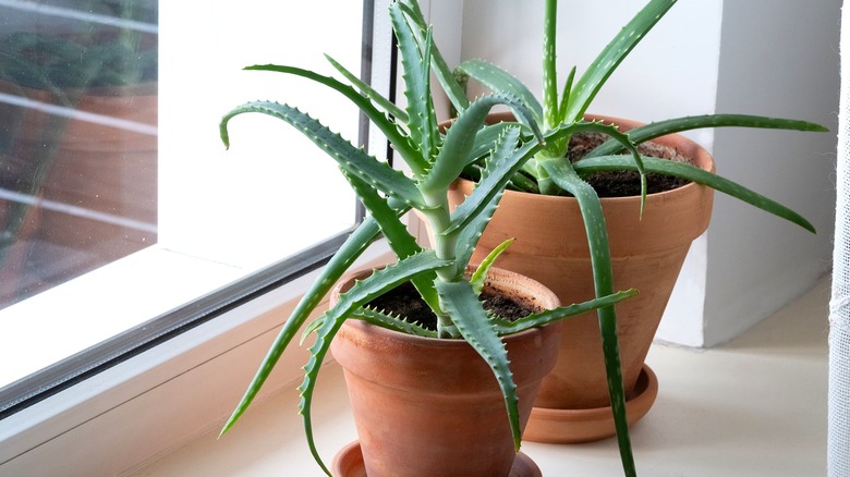 Pencere kenarında farklı aloe türleri. Aloe vera