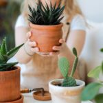 Bu DIY Gübreyi Sukulentlerinizde Kullanmadan Önce İki Kez Düşünün