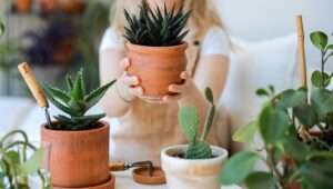 Bu DIY Gübreyi Sukulentlerinizde Kullanmadan Önce İki Kez Düşünün