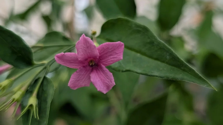 Bir bahçede büyüyen Jasminum x stephanense 'Yıldızlı Yıldızlı Yaz Kokusu'nun pembe, kokulu çiçeği.