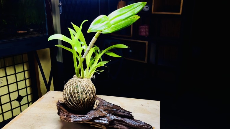Orkide kokedama bir tahta parçası üzerine sahnelendi.
