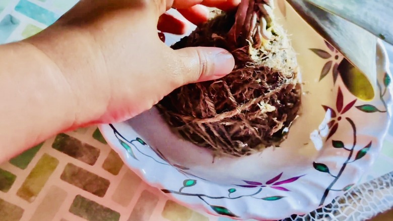 Kokedama orkidesi sulama için bir kase suya yerleştiriliyor.