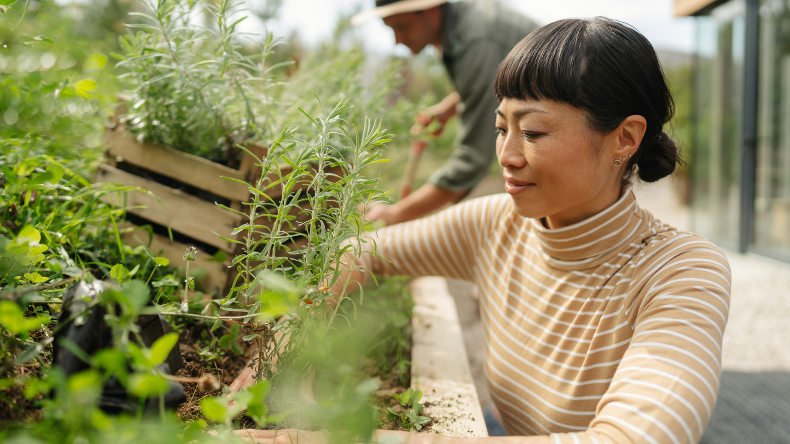 Kekik Veya Kekik Değil: İstinat Duvarlarında Güzel Görünen Yazda Açan Bitki