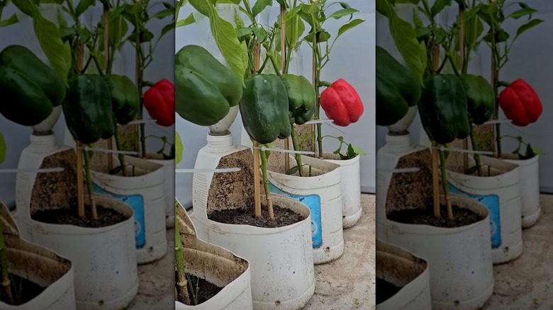 Plastik deterjan şişelerinden büyüyen olgun dolmalık biber bitkileri