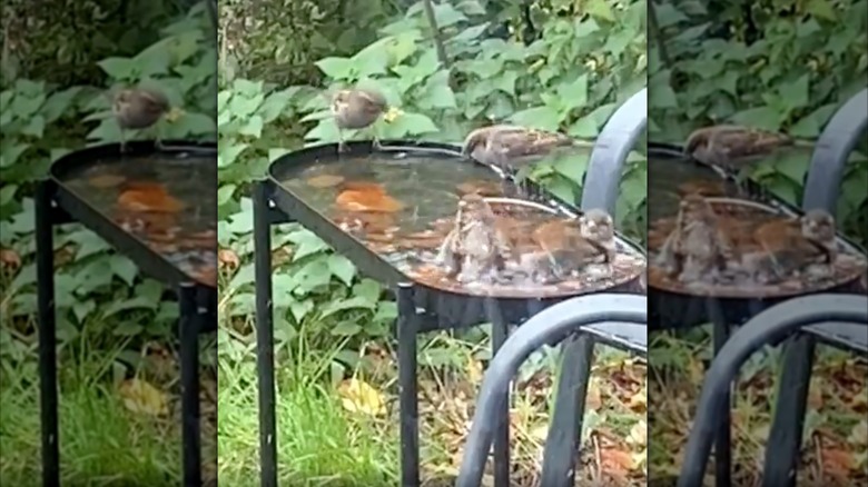 Kuş banyosu olarak kullanılan siyah metal bitki standını gösteren videonun ekran görüntüsü.