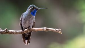 Lezzetli Meyveler Vermek İçin Sinek Kuşlarının Sevdiği Bu Çalıyı Her Yıl Ekin