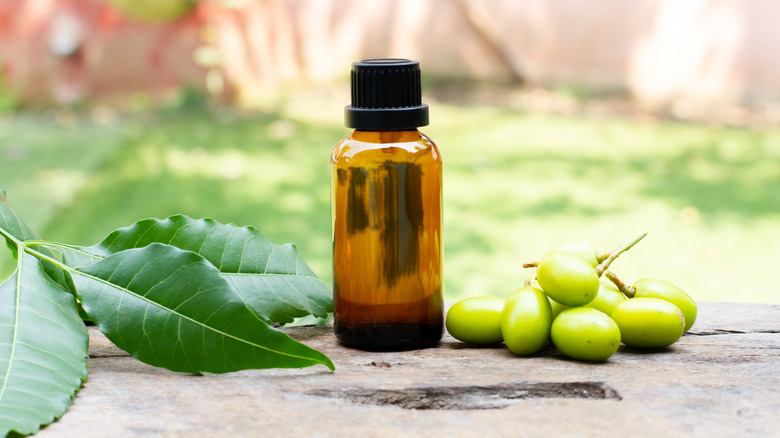 Neem ağacının dalları ve meyvelerinin yanındaki cam şişede neem yağı