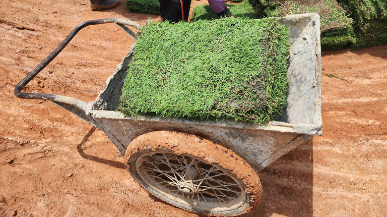 Kuruluma hazır bir el arabası içinde zoysia çim parçaları