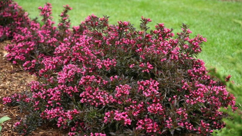 'Dökülen Şarap' weigela koyu pembe çiçeklerini gösteriyor