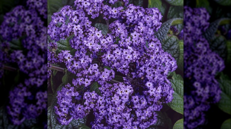 Aromagica Mor kediotu çiçek açmış ve mor çiçeklere yakın çekim var