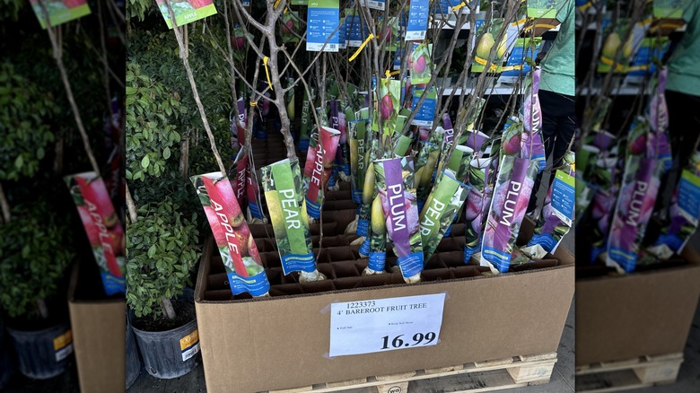 Costco'dan çıplak köklü meyve ağaçları