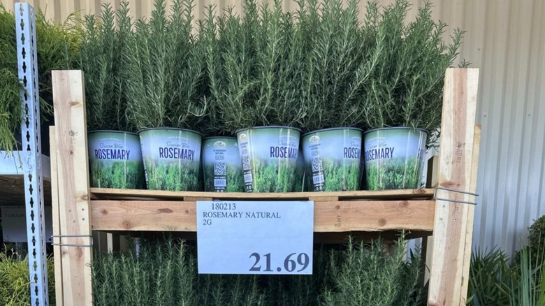 Costco'daki biberiye bitkileri ahşap rafta