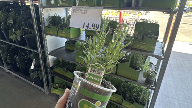 Costco'da küçük bahçe bitkileri